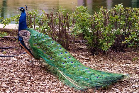 Peacock | National Bird Basic Facts & Information | Beauty Of Bird
