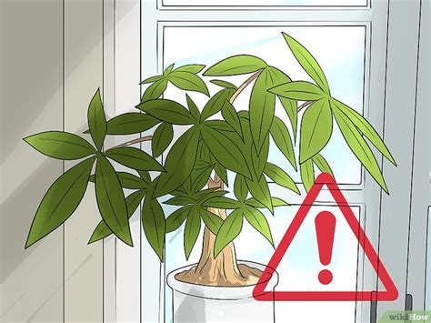 Only water when the topsoil is completely dry and keep high humidity levels. How to Care for a Money Tree | Money tree plant, Money tree plant care, Trees to plant