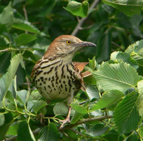 Brown Thrasher Oklahoma City Audubon Society