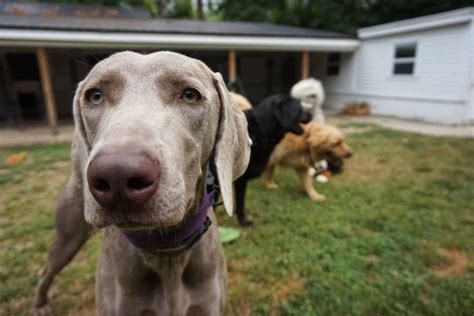 Pleasant Kennels