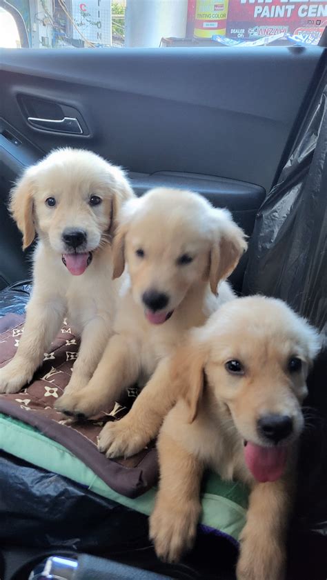 Golden Retrievers Puppies For Rehoming Pet Finder Philippines Buy