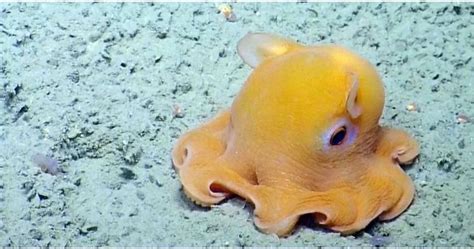 Rare Dumbo Octopus Shows Off For The Camera Goodfullness