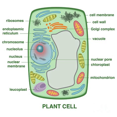 Cell Biology Plant Cell Model Typical Plant Cell Cell Model Riset