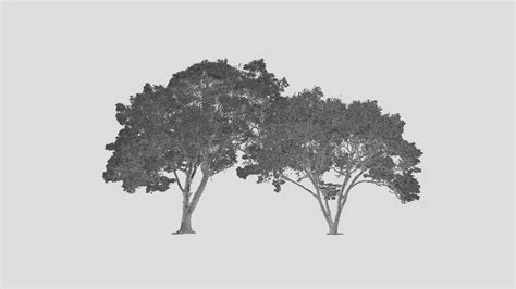 Tree Point Cloud Download Free 3d Model By Magnumopus Treecloud