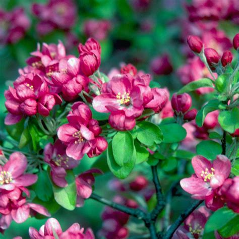 Buy Affordable Crabapple Trees At Our Online Nursery Arbor Day Foundation