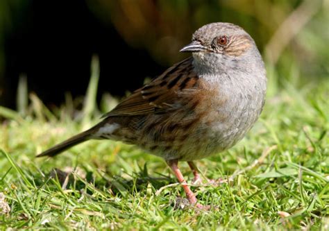 10 Most Common Garden Birds In The Uk How To Identify Each Bird