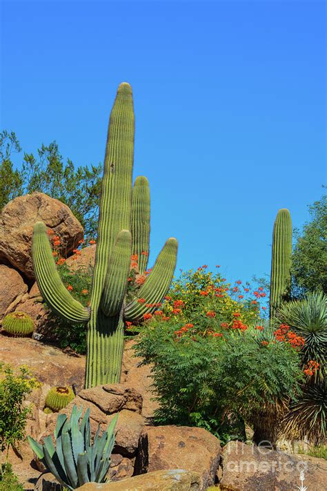 Desert Cactus Landscape In The Hills Of Arizona Photograph By Norm