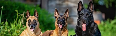 How To Identify The Difference Between Belgian Malinois Vs German