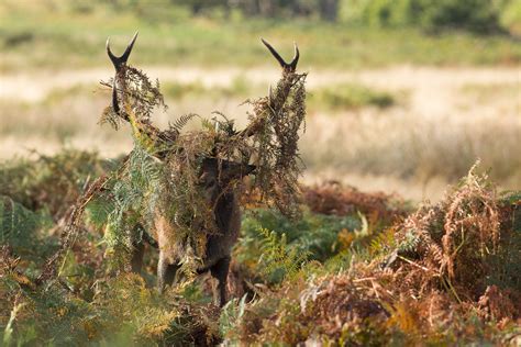 Le Brame du Cerf, évènement à Chambord  Val de Loire