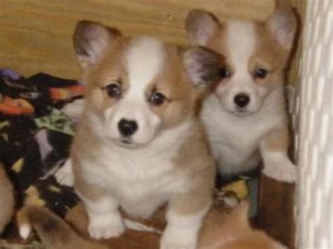 We have wonderful, well bred, socialized, healthy puppies available to approved homes. Corgi Puppies For Sale Spokane Wa | PETSIDI