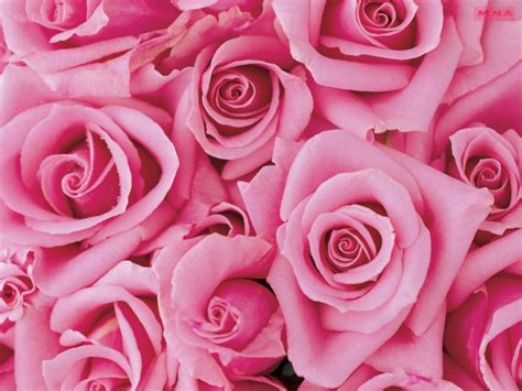 Free Download Pretty Pink Roses Wallpaper Pink Color Photo 34590770