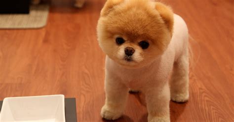 Cute Little Pomeranian Dog Full Hd Desktop Wallpapers 1080p