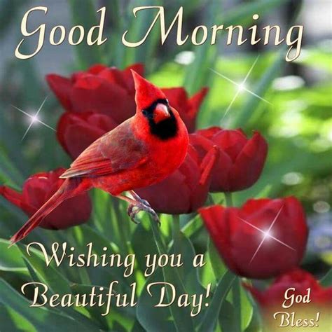 Good Morning Cardinals Good Morning Wishes Good Morning Messages