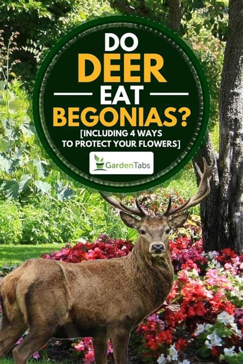 Deer will opportunistically eat from any available food source. Do Deer Eat Begonias? [Inc. 4 Ways to Protect Your Flowers ...