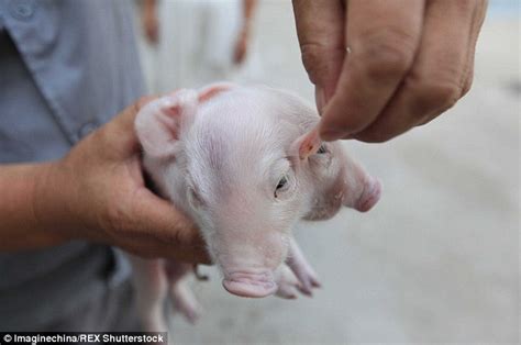 Two Headed Piglet Discovered Abandoned In China Is Adopted By Passerby