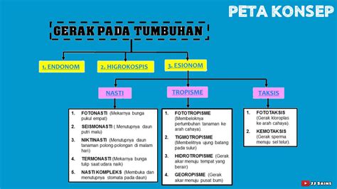 Sistem Gerak Pada Tumbuhan Homecare24