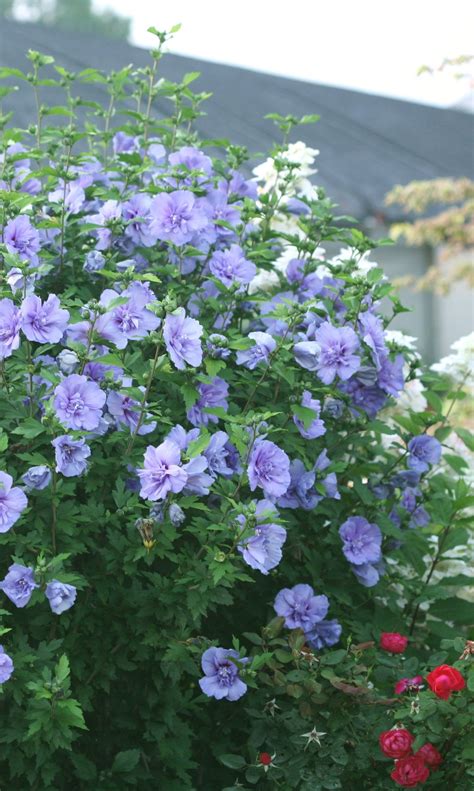 Blue Chiffon Rose Of Sharon Hibiscus Syriacus 1000 In 2020