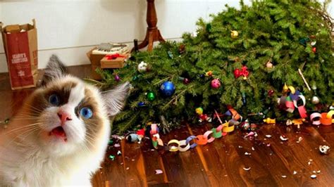 Funny Cats Love Christmas Trees Compilation New Funnycattv