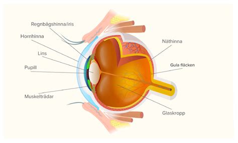 Ögat Och Synen Läromedel I Biologi åk 4 5 6