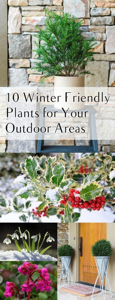 10 Winter Friendly Plants For Your Outdoor Areas Garden Shrubs Garden