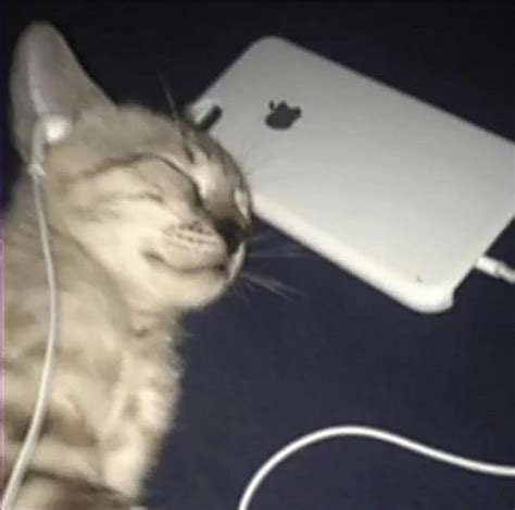 Cat Listening To Music Memes Imgflip