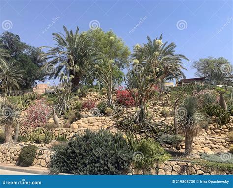 Ein Gedi Botanical Garden On The Shores Of The Dead Sea Editorial Image