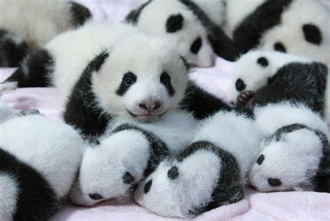 These Pictures Of Baby Pandas Will Melt Your Heart