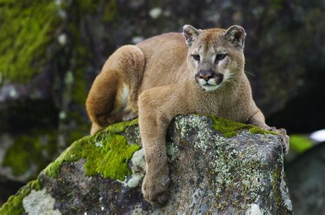 Ghost Cat The Mystery Of The Eastern Cougar