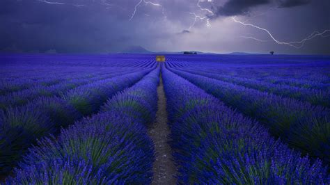 Blue Lavender Flowers Field Under Lightning Sky Hd Spring Wallpapers