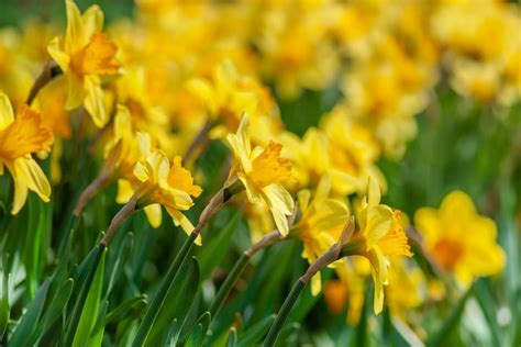 Daffodil Meaning And Symbolism What Do These Sunny Flowers Mean