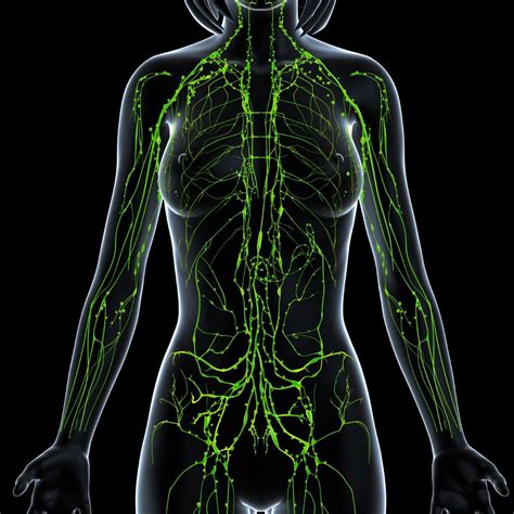 The Lymphatic System Diagram Koibana Info Lymphatic S