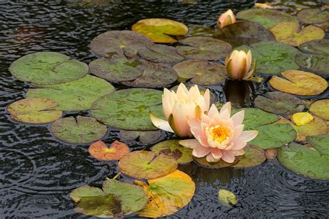 Water Lily Flowers Lily Pad Flowing Koi Pond Deep Cut Gardens