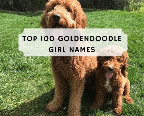 Goldendoodle Girl Names Top 100 List 2024 We Love Doodles