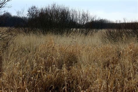 Free Images Nature Marsh Swamp Wilderness Field Meadow Prairie