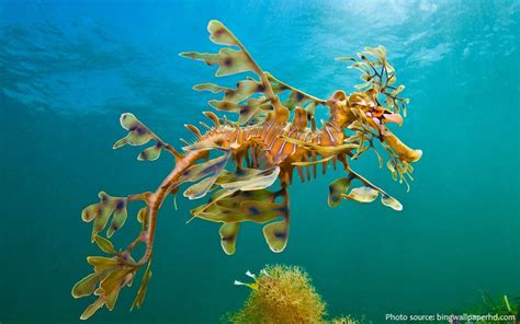 Interesting Facts About Leafy Seadragons Just Fun Facts