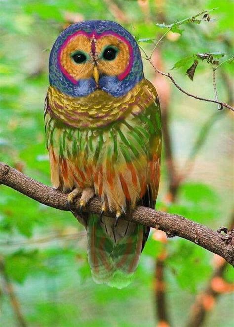 Story Very Rare Rainbow Owl Fact Its A Digitally Altered Picture Of