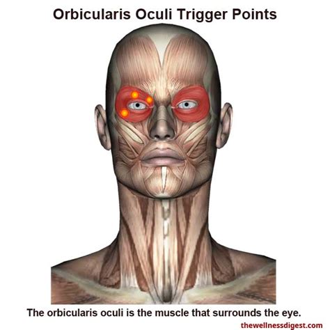 Orbicularis Oculi Muscle Eye Pain And Twitching The Wellness Digest