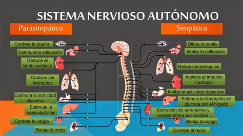 Mapa Conceptual Sobre El Sistema Nervioso Periferico Simpatico Y Images