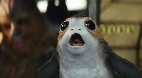 Porgs Are The Newest Star Wars Creatures And We Are Obsessed