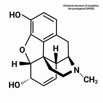 Structure Chemical Opioid Morphine Morphin Opioids