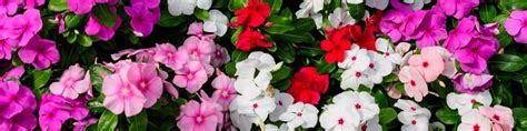 Impatiens Flowers Growing Guides Tips And Information