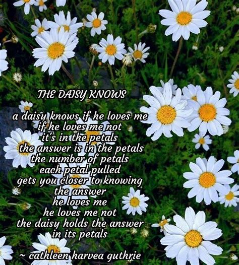 Poems The Daisy Knows Flower Meanings Daisy Flower Meaning Yellow