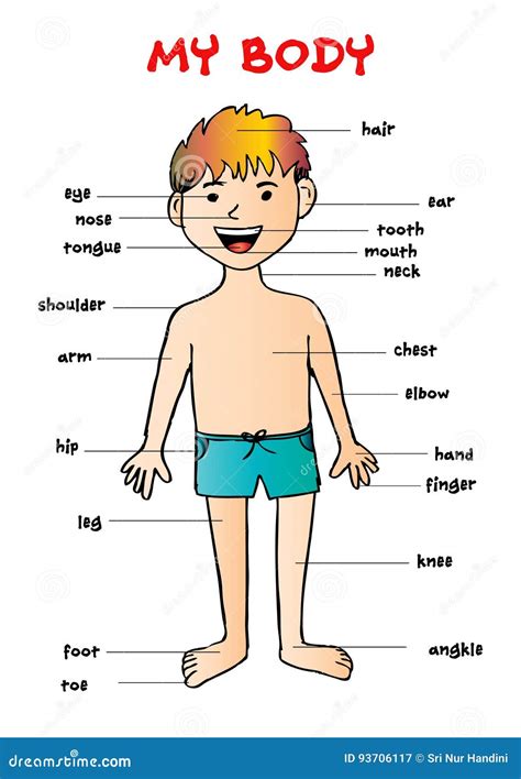 The Human Body Organs Labeled For Kids