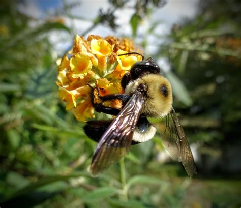 .kitchen garden to attract more bees and butterflies and other pollinators to your garden space. Love, Joy and Peas: Bees and Butterflies on Butterfly Bushes