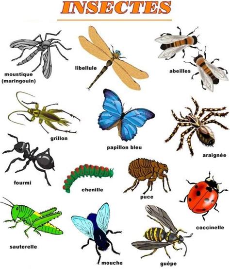 Les Insectes French Kids Teaching French French Vocabulary