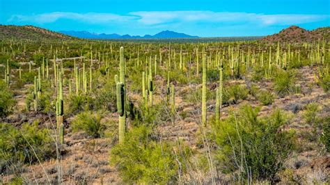 Arizona Desert Landscape Giant Cacti Saguaro Cactus Carnegiea Gigantea