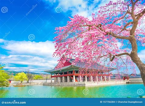 Gyeongbokgung Palace With Cherry Blossom Tree In Spring Time In Seoul