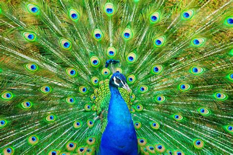 200 Peacock Pictures
