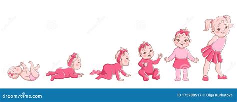 Baby Life Cycle Stages