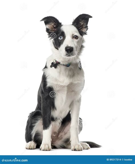 Puppy Border Collie Sitting 5 Months Old Isolated Stock Photo Image